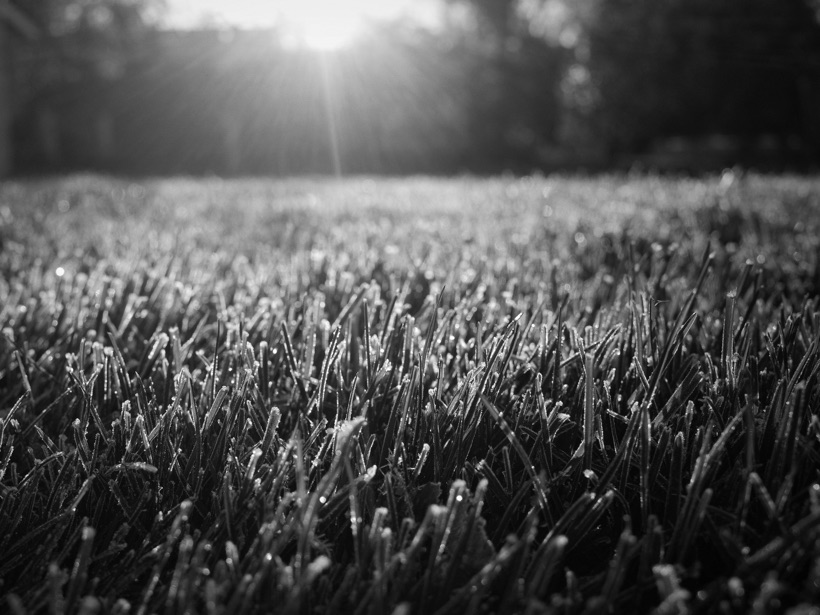 Black-and-white close-up of frost-covered grass, with the low morning sun flaring through the trees behind it.